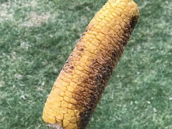 Are You Feeling Corny, corn on the cob.