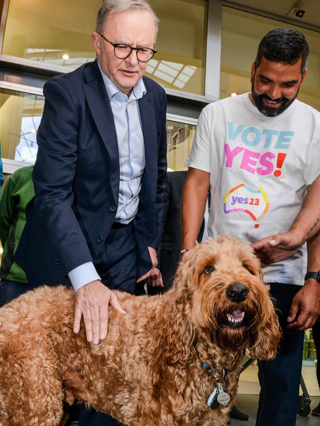 The Prime Minister, Anthony Albanese meets Eddie the dog along The Parade in the eastern Adelaide suburb of Norwood. Picture: NCA NewsWire / Brenton Edwards