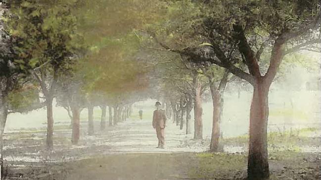 An avenue of white cedars in Park 26 in North Adelaide, laid out by city gardener August Pelzer in 1910 as part of a major revamp of the Park Lands using plantings from the Adelaide City Council nursery.