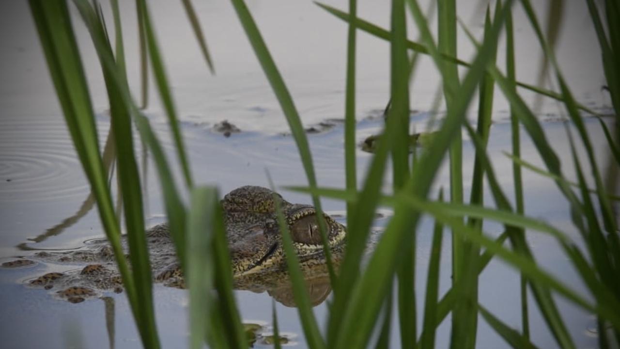 Saltwater croc Kakadu's Yellow River Billabong. Picture: (A)manda Parkinson