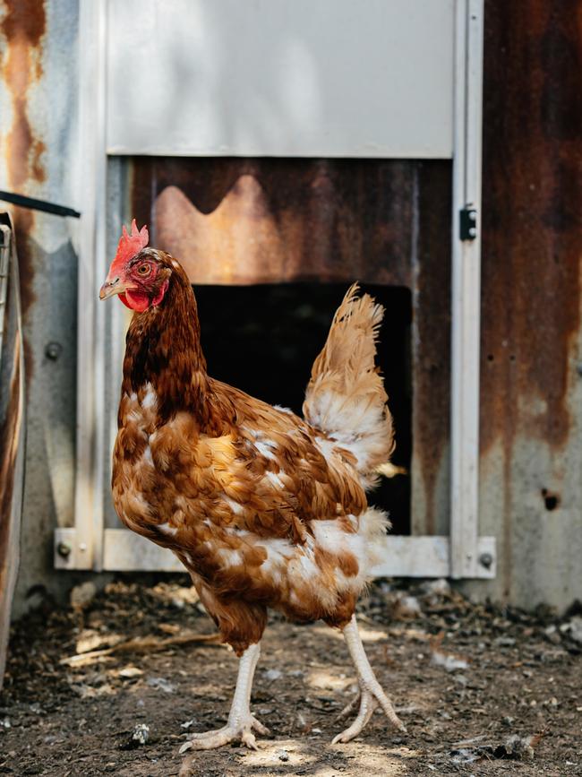 Chicken roaming at Sean Moran's Blue Mountains property