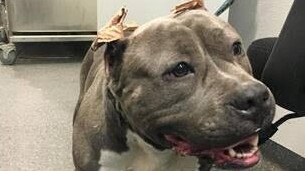 The mutilated dog, after surgery to its ears.