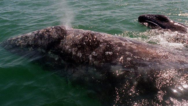 WIRE: In this March 14, 1999 file photo, a gray whale with her baby swims in the Ojo de Liebre lagoon in Baja California Sur, Mexico. On the sidelines of a UN wildlife conference in Rome, Wednesday, Dec. 3, 2008, United Nations officials and environmental groups say human-made noise in the oceans is increasing, further threatening endangered animals like whales and dolphins that use sound to communicate and orient themselves.