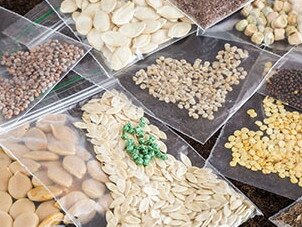 Imported seeds must adhere to strict biosecurity conditions that help manage pest and disease risks. Picture: Department of Agriculture, Water and Environment