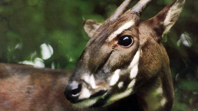 Saola Asian Unicorn