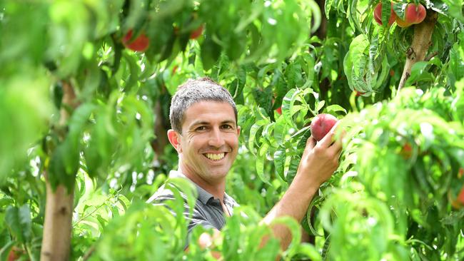 Top pick: Gaethan Cutri checks peaches at Cutri Fruit, which is in the running for an achievers award. Picture: Zoe Phillips