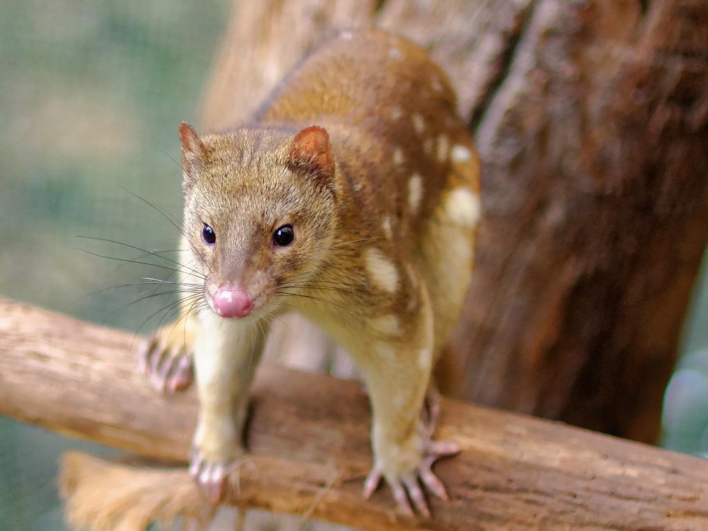 <p>Western Quoll. Picture: supplied</p>