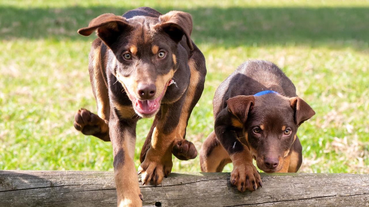 Kelpies keep active outdoors by jumping over a log. A Magnetic Island resident is urging for a dog park to be established there. Picture: Rob Leeson