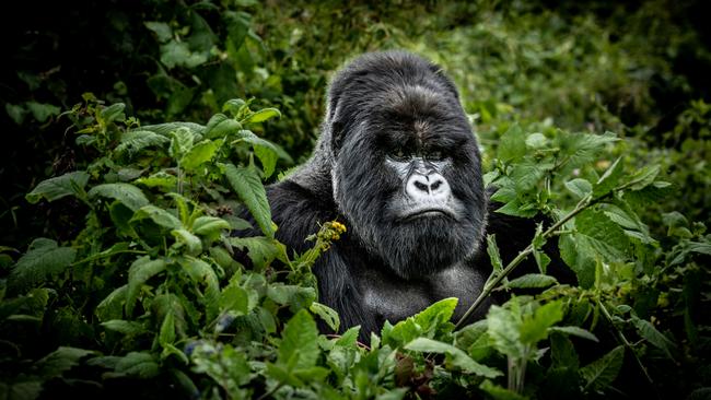 Silverback mountain gorilla in Volcanoes National Park, Rwanda.