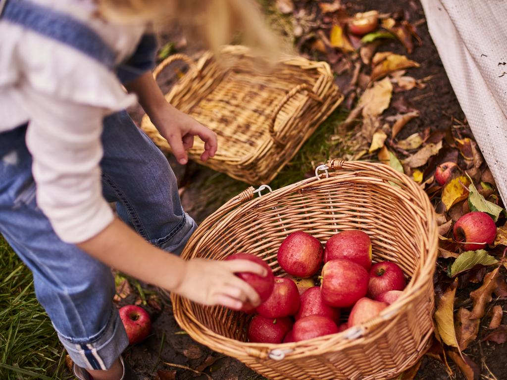 Visitors can experience the region’s world-class produce, including apples. Picture: Ian Routledge/Australian Tourism Commission