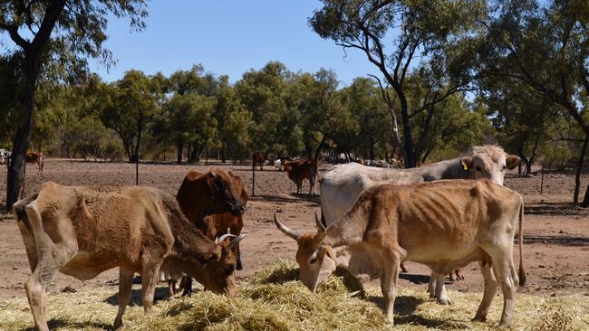 Drought scenes at Janeville Station in 2015. Photo: John Andersen