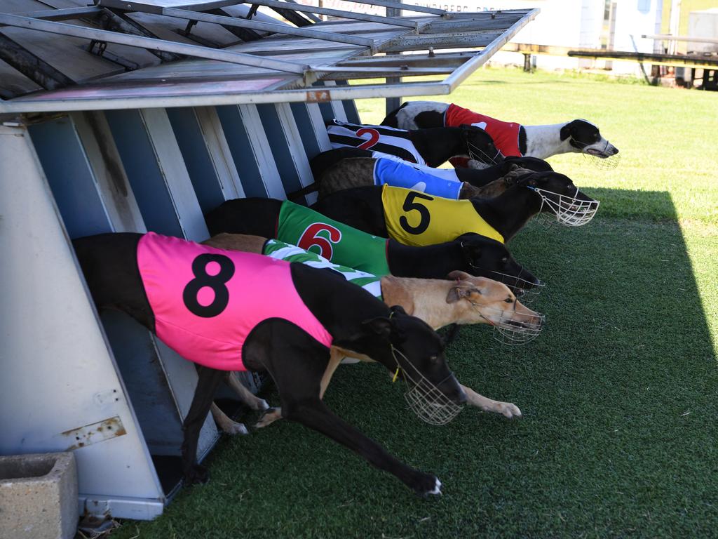 Bundaberg Greyhound Racing will convert its grass track to sand.