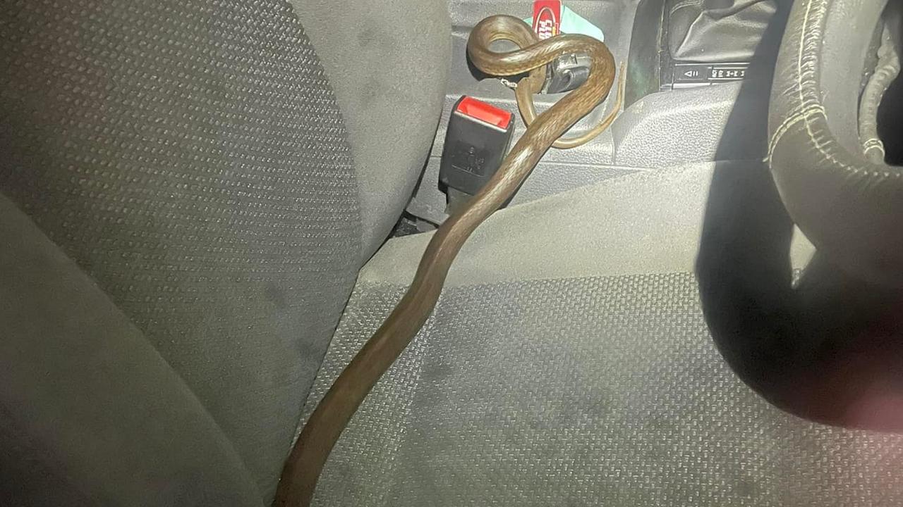 An eastern brown snake makes its way on to the driver’s seat. Gladstone Region Snake Catchers / Facebook