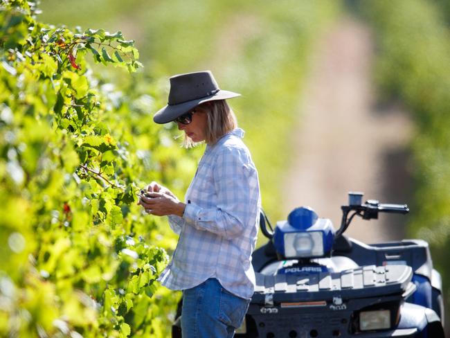 Wine producers are expected to benefit from the new trade deal. Picture: Matt Turner