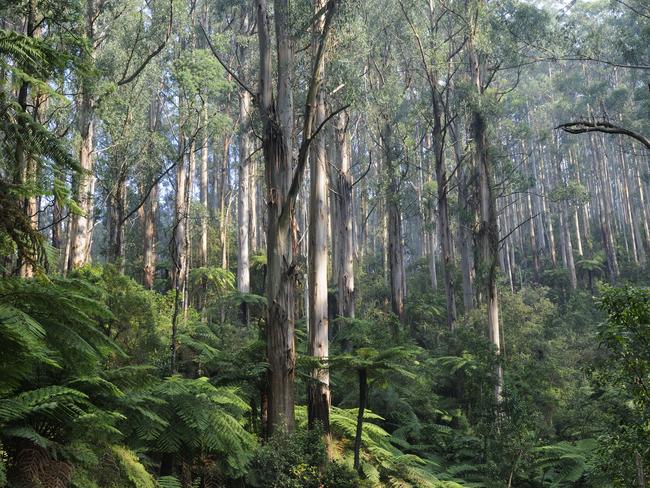 EMBARGO FOR TWAM 19 MAR 2022. FEE MAY APPLY. Espece d'eucalyptus qui peut atteindre 75m de hauteur. (Photo by JOUAN/RIUS/Gamma-Rapho via Getty Images)