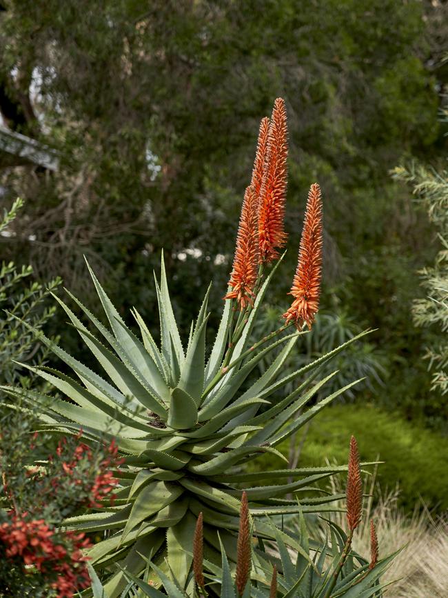 A flowering succulent. Picture: Sam Roberts