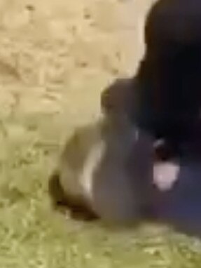 A screenshot from the video taken of the incident involving 13-year-old Hendrix. Picture: Supplied.