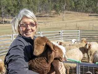 TRIO: Di Piggott holds Awassi triplet lambs on her Grantham sheep dairy. Picture: Dominic Elsome