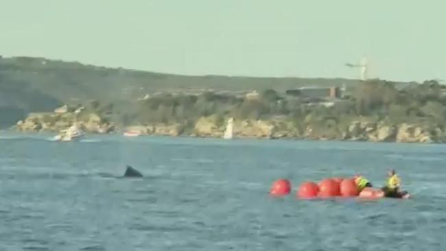 The humpback whale remains stuck in Sydney Harbour after getting tangled in fishing nets. Picture: 9 New