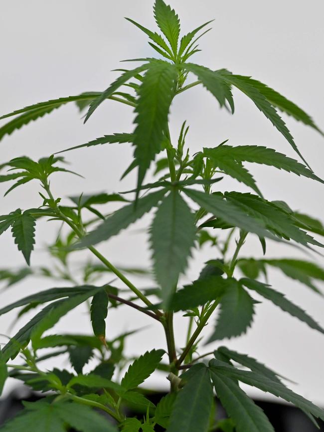 The man’s lone cannabis plant was uprooted by police.