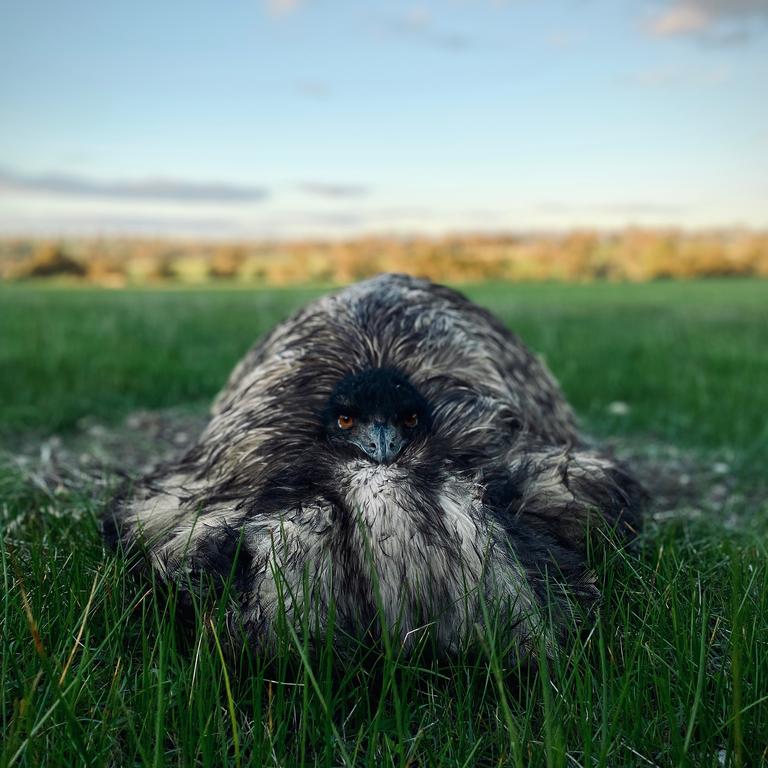 Mr Horgan said he stopped his car to take a photo when he saw the emu sitting in the paddock, and it was taken on his iPhone. Picture: Benjamin Horgan @bnjmnbyrn