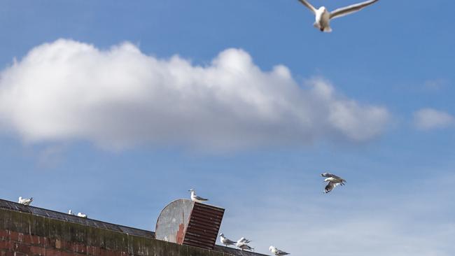 Dandenong has been invaded by seagulls. Picture: Daniel Pockett