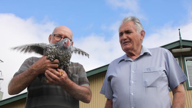 BIRD IN THE HAND: Lismore Poultry Club's auction co-ordinator Greg Clarke and president John Gibson are thrilled that their poultry auction on Saturday is attracting interest from backyard chook lovers as well as serious show bird enthusiasts. “Bring your own carry box for your purchases,” they said. Photo: Alison Paterson