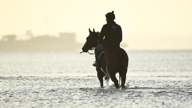Beaten but certainly not bowed. Zaaki is still favoured to win the Cox Plate. Picture: Vince Caligiuri – Getty Images