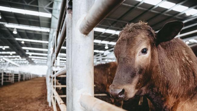 Restocker demand continued to drive online cattle sales last month. Photo by Chloe Smith.