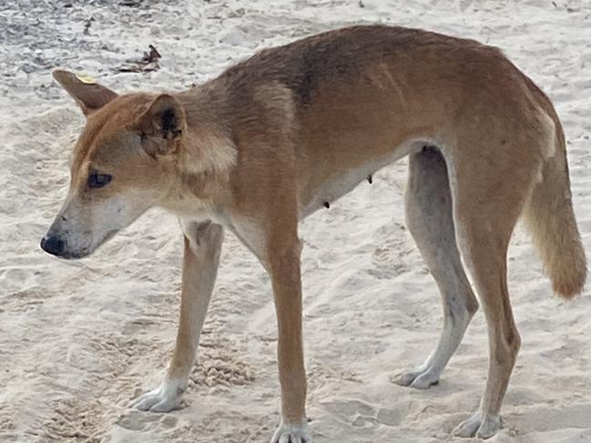 A dingo at Eli Creek on Fraser Island.