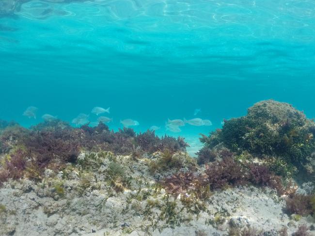 MUST CREDITPort Noarlunga Reef - Picture: Brian Telford/ Killa Bee Media