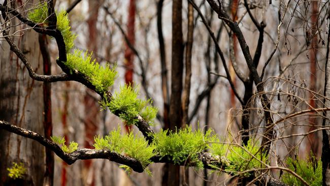 There are signs of recovery after the 2019 bushfires. Photo: Nathan Edwards