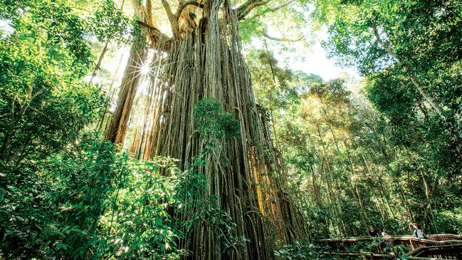 The majestic heritage-listed Curtain Fig Tree is one of the best known attractions in the Atherton Tablelands