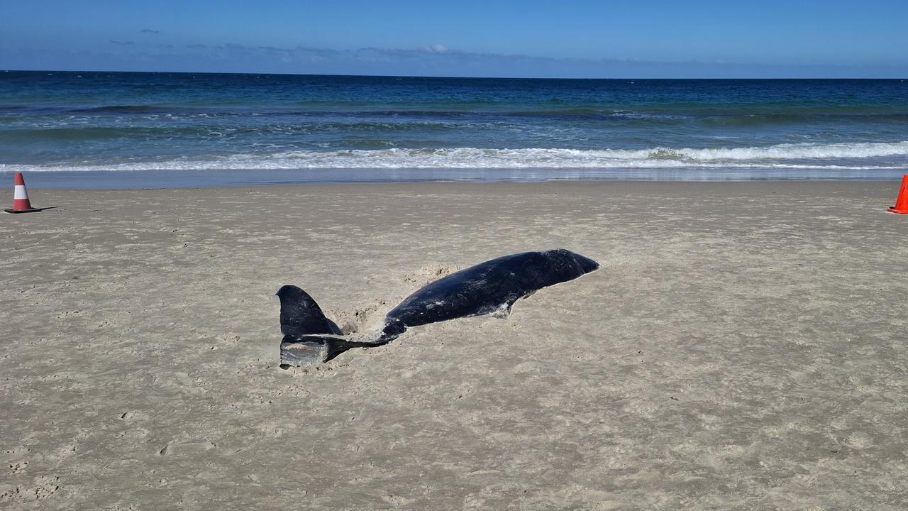 Whale washes up on popular beach shocking morning walkers