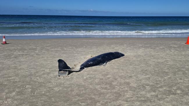 Whale washed up at West Beach.Picture:  Agnes Gichuhi