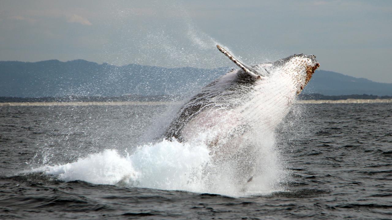 Whales seen breaching off Gold Coast waters in great beginning to ...