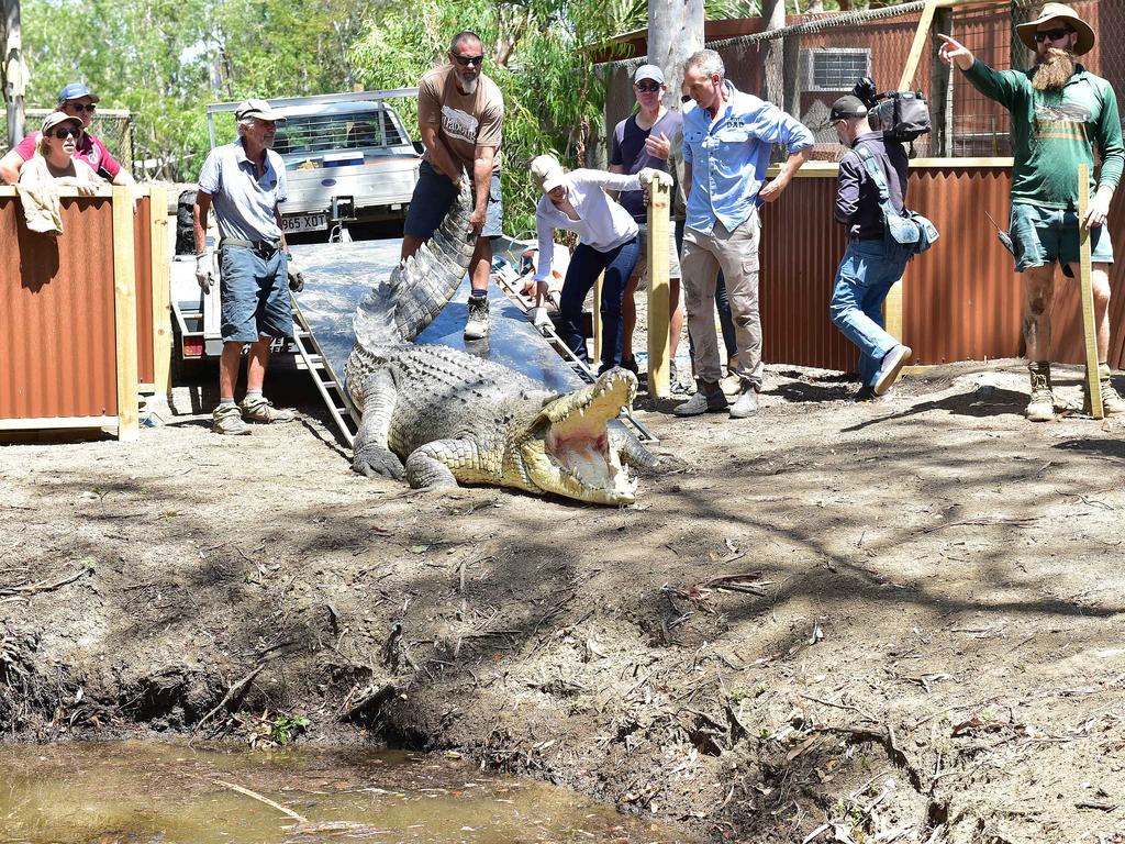 Billabong Sanctuary's new croc Krakatoa arrives to his new home. Picture: Shae Beplate.