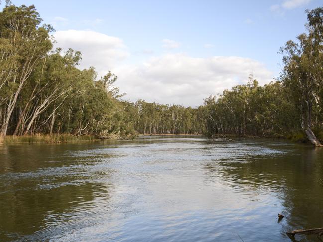 Banks of the Murray River where the water level is already near the top of the bank.Photo: DANNIKA BONSER