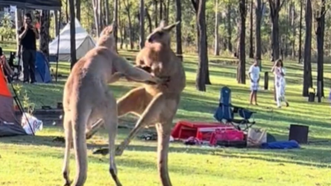 Although kangaroo attacks on humans can happen they are rare. Picture: Supplied