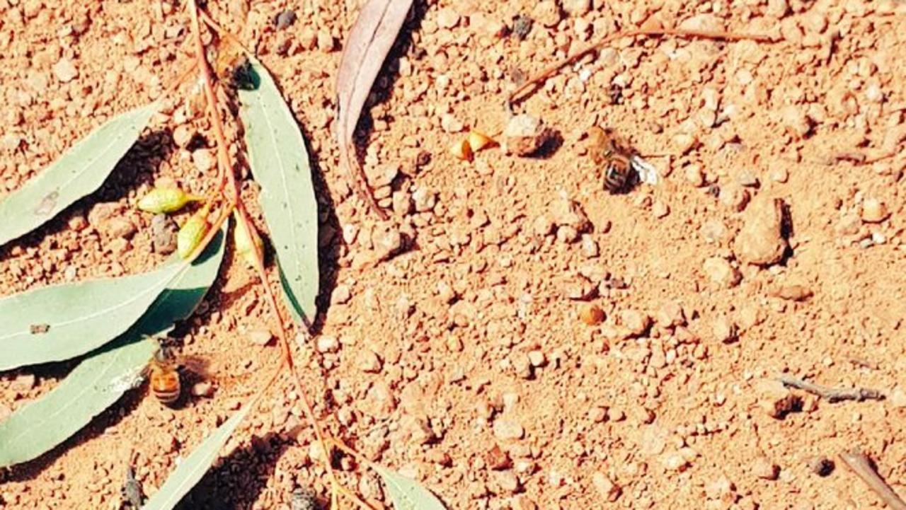 These boozed-up bees didn’t make it. Boozy bees are dropping from the skies around Parliament House, with the imbibing insects getting a buzz off native flowers. Picture: Cormac Farrell From source: https://twitter.com/jagungal1/status/1182140063586512897