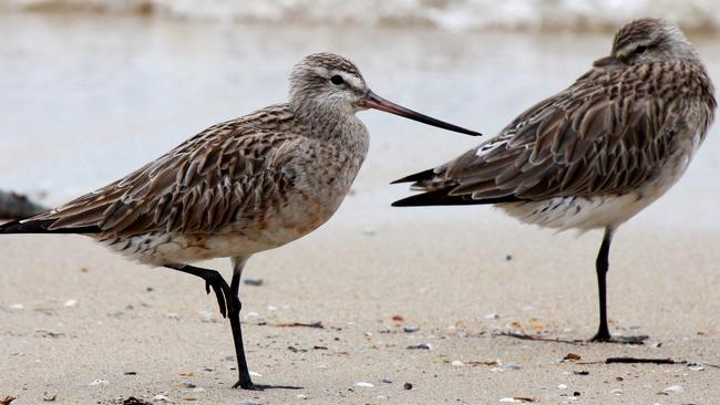 The bar-tailed godwit. Picture: Micha Jackson