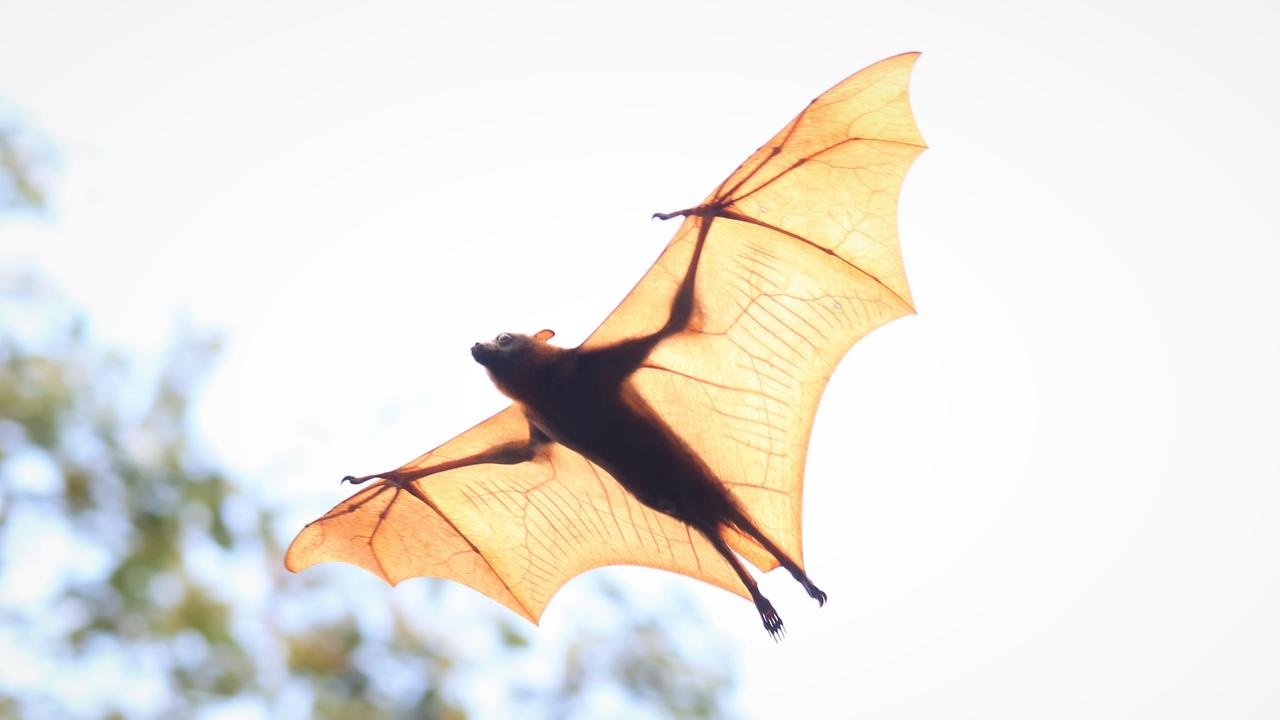 Deadly lyssavirus found in Queensland bat amid surge in flying fox ...