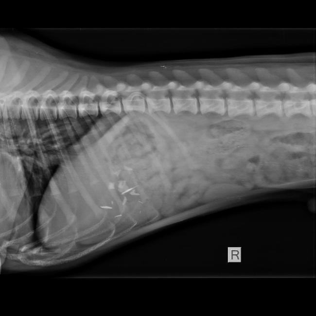 An X-ray revealing shards of a razor blade recovered by AHVEC staff from the stomach of a curious Staffordshire Terrier. Source: SUPPLIED.