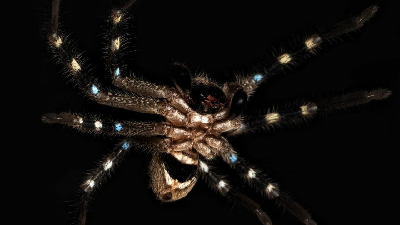 A new huntsman spider was discovered in Australia’s alpine region. Picture: Joseph Schubert.