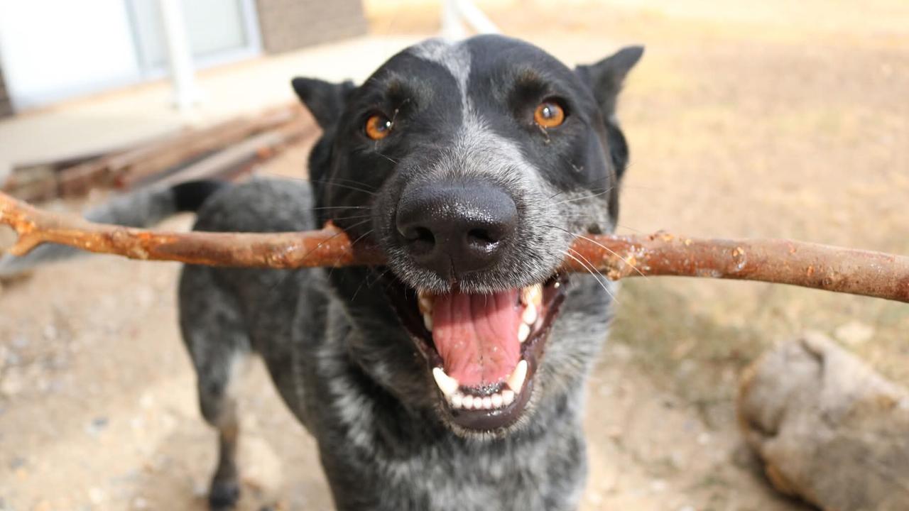 Rosie from Seabrook Wines. Picture: Supplied