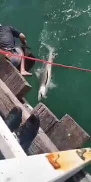 Bull shark caught at Urangan Pier