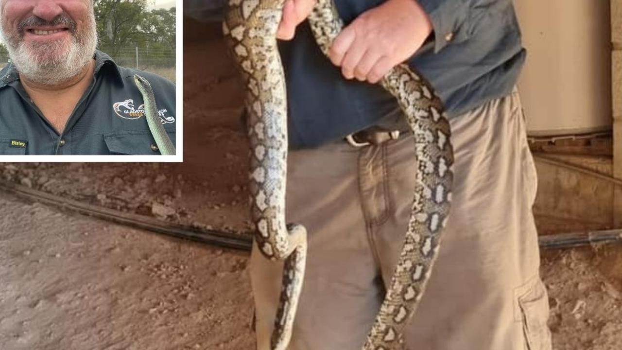 Snake bite surge in Central Qld as slithery creatures found in strangest of places