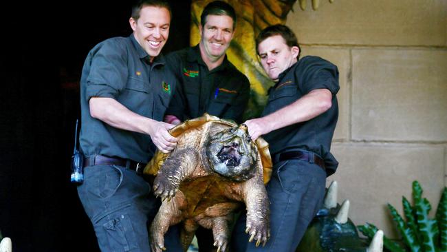 Open wide, big boy: Leonardo shows off his powerful jaw. Picture: Peter Clark