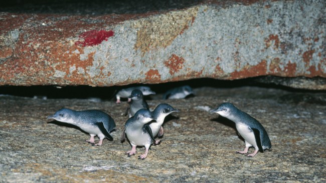 <h2>8. Little penguins: Bruny Island, Tasmania</h2><p>There are a few spots around Australia where you can join a guided tour to get up close and personal with little penguins, but on a narrow isthmus on <a href="https://www.discovertasmania.com.au/places/hobart-and-south/bruny-island/" target="_blank" rel="noopener">Bruny Island</a> you can have your own David Attenborough-like encounter for free. Each evening between September and February, little penguins waddle onto the beach at The Neck to return to their burrows in the sand dunes. Watch the procession from the viewing platform and boardwalk, or if you&rsquo;re set up at the campground, simply wander down onto the sand. In summer, expect to see mutton birds (short-tailed shearwaters) gliding in to meet them.</p><p>Picture: Chris Bell / Tourism Tasmania</p>