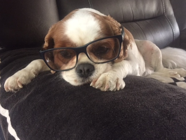 LAYLA: The king charles cavalier has been up all night studying the form guide.